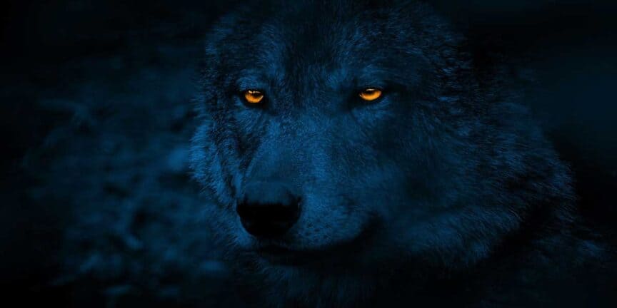 Wolves-Return-to-the-Ancient-Lands-of-Europe