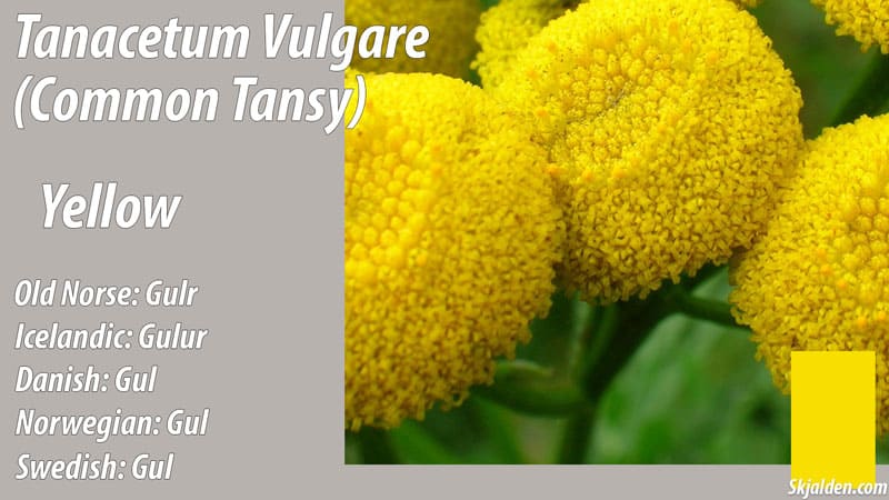 tanacetum vulgare common tansy yellow dye