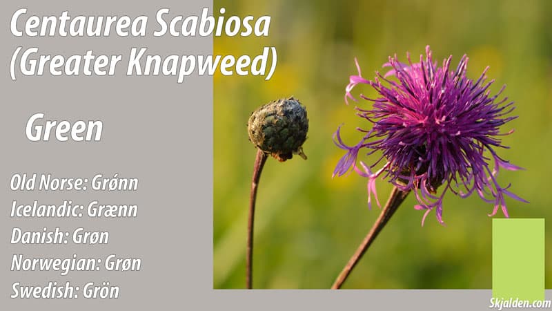 greater knapweed green centaurea scabiosa dye