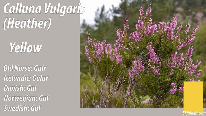 heather yellow calluna vulgaris dye