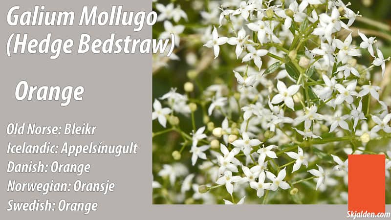 hedge bedstraw orange galium mollugo dye