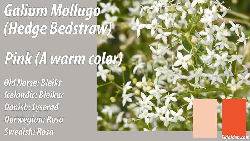 hedge bedstraw pink orange galium mollugo dye