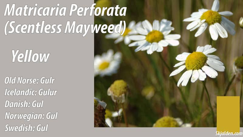 scentless mayweed yellow matricaria perforata dye