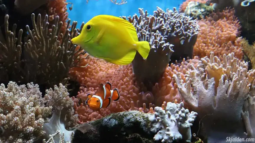 gifts for fish tank lovers